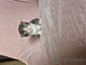 Zdjęcie №2 do zapowiedźy № 135548 na sprzedaż  kot syjamski - wkupić się Polska hodowca