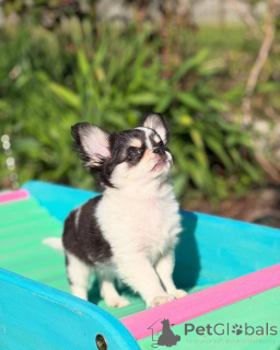 Zdjęcie №3. Urocze szczenięta Chihuahua idealni małe towarzysze. Niemcy