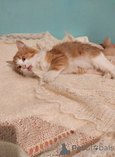 Zdjęcie №3. Petya szuka przytulnego domu.. Federacja Rosyjska