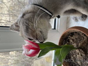 Zdjęcie №3. Dam kota w dobrych rękach (Baku). Azerbejdżan