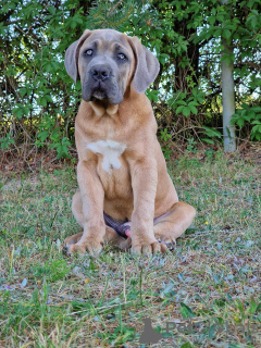 Zdjęcie №1. cane corso - na sprzedaż w Michów | 4186zł | Zapowiedź №109274