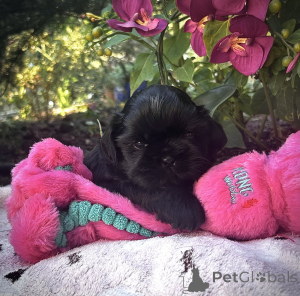 Zdjęcie №3. Dostępny szczeniak Shih Tzu. Belgia