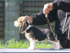 Zdjęcie №2 do zapowiedźy № 2906 na sprzedaż  beagle (rasa psa) - wkupić się Białoruś od żłobka