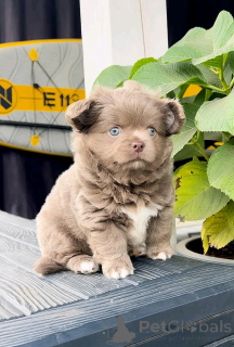 Zdjęcie №2 do zapowiedźy № 138553 na sprzedaż  chihuahua (rasa psów) - wkupić się USA hodowca