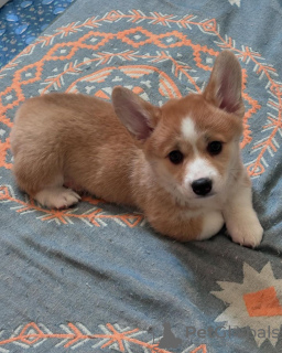 Zdjęcie №4. Sprzedam welsh corgi w Wilno.  - cena - negocjowane
