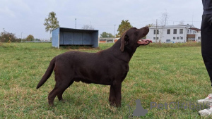 Zdjęcie №4. Sprzedam labrador retriever w Koceljeva. hodowca - cena - negocjowane