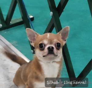 Zdjęcie №3. Dorosły chłopiec Chihuahua. Federacja Rosyjska