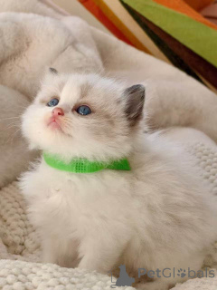 Zdjęcie №1. ragdoll - na sprzedaż w Klagenfurt | 1674zł | Zapowiedź № 172426