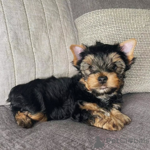 Zdjęcie №1. yorkshire terrier - na sprzedaż w Berlin | 2631zł | Zapowiedź №163016