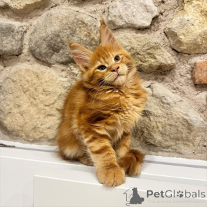 Zdjęcie №4. Sprzedam maine coon w Ostrava. hodowca - cena - negocjowane