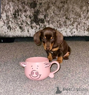 Zdjęcie №3. Mini jamniki szczeniąt do adopcji. USA