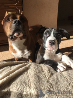 Zdjęcie №2 do zapowiedźy № 25637 na sprzedaż  amerykański staffordshire terier - wkupić się Białoruś prywatne ogłoszenie