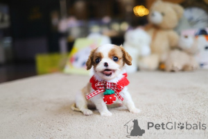 Zdjęcie №2 do zapowiedźy № 167931 na sprzedaż  shih tzu - wkupić się Andora hodowca