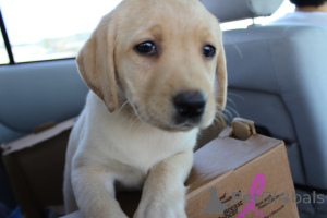 Zdjęcie №2 do zapowiedźy № 168427 na sprzedaż  labrador retriever - wkupić się Szwecja prywatne ogłoszenie, hodowca