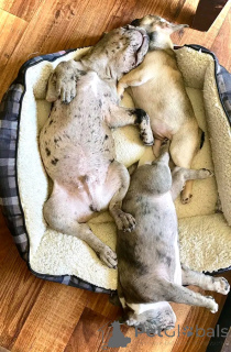 Zdjęcie №2 do zapowiedźy № 159562 na sprzedaż  pies nierasowy - wkupić się Niemcy prywatne ogłoszenie