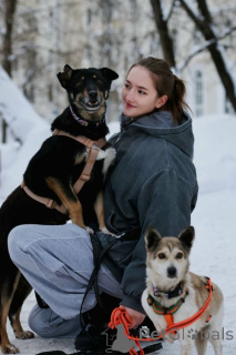 Zdjęcie №3. Viva nie pamięta zła . Federacja Rosyjska