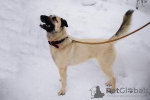 Zdjęcie №2 do zapowiedźy № 99450 na sprzedaż  pies nierasowy - wkupić się Federacja Rosyjska prywatne ogłoszenie