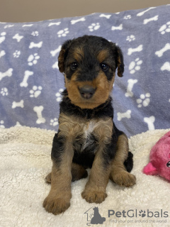 Dodatkowe zdjęcia: Szczenię Airedale Terrier ZkwP/FCI - suczka i pies