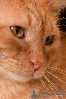 Dodatkowe zdjęcia: Wspaniały kot Orange jest gotowy, aby stać się Twoim osobistym słońcem.