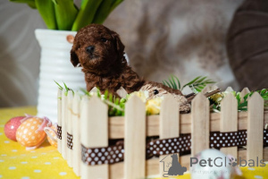 Zdjęcie №2 do zapowiedźy № 138765 na sprzedaż  pudel (zabawka) - wkupić się Serbia hodowca