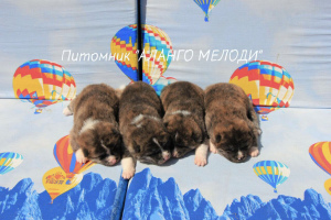 Zdjęcie №1. akita (rasa psa) - na sprzedaż w Słuck | Negocjowane | Zapowiedź №2925