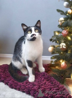 Zdjęcie №1.  - na sprzedaż w Rzeka Moskwa | Bezpłatny | Zapowiedź № 161657