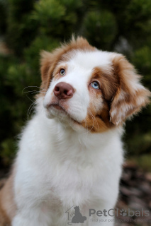 Zdjęcie №4. Sprzedam australian cattle dog w Mińsk. od żłobka - cena - negocjowane