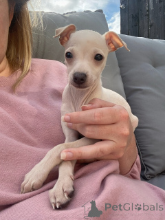 Zdjęcie №1. charcik włoski - na sprzedaż w Region Hannover | negocjowane | Zapowiedź №154046