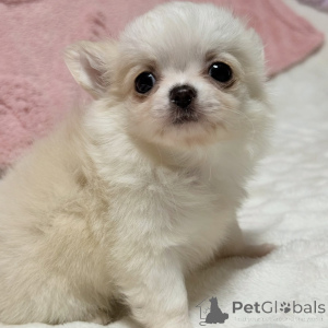 Zdjęcie №4. Sprzedam chihuahua (rasa psów) w Dassia. hodowca - cena - 1196zł