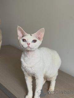 Zdjęcie №3. Elegancki biały kotek Devon Rex o jasnoniebieskich oczach szuka domu na zawsze. Francja