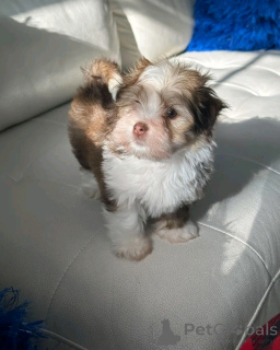 Zdjęcie №1. hawańczyk - na sprzedaż w Berlin | 2392zł | Zapowiedź №137952