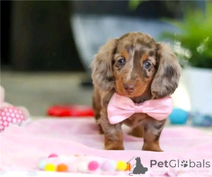 Zdjęcie №2 do zapowiedźy № 164807 na sprzedaż  jamnik - wkupić się Niemcy prywatne ogłoszenie, ze schronu