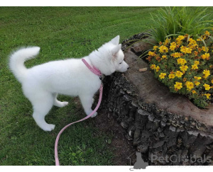 Zdjęcie №1. husky syberyjski - na sprzedaż w Cuxhaven | negocjowane | Zapowiedź №164790