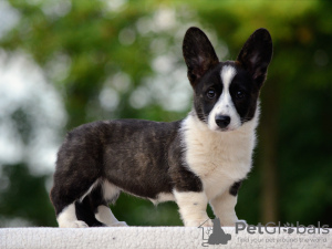 Zdjęcie №2 do zapowiedźy № 115973 na sprzedaż  welsh corgi - wkupić się Węgry hodowca