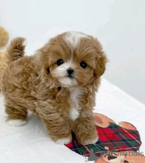 Zdjęcie №2 do zapowiedźy № 137138 na sprzedaż  maltipu - wkupić się Niemcy hodowca