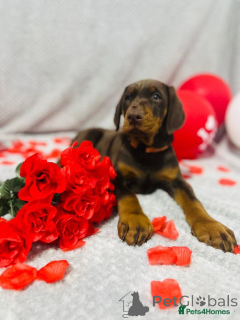 Zdjęcie №4. Sprzedam doberman w Warszawa. hodowca - cena - Bezpłatny