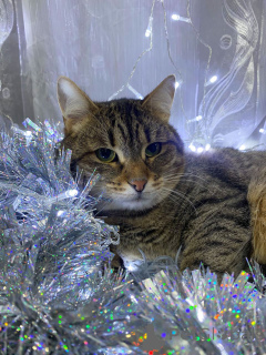 Zdjęcie №1.  - na sprzedaż w Rzeka Moskwa | Bezpłatny | Zapowiedź № 160730