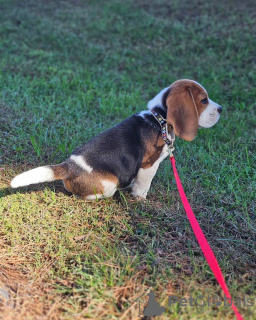 Dodatkowe zdjęcia: Sprzedam dwa piękne szczenięta rasy beagle