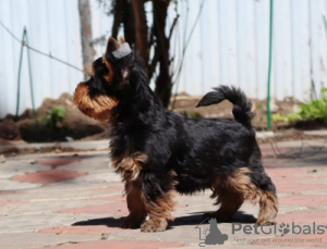 Zdjęcie №3. Yorkshire Terrier. Niemcy