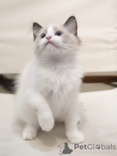 Zdjęcie №1. ragdoll - na sprzedaż w Kolonia | negocjowane | Zapowiedź № 155913