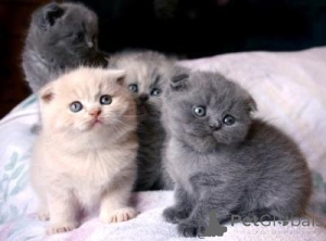 Zdjęcie №1. scottish fold - na sprzedaż w Antwerpia | Bezpłatny | Zapowiedź № 167851