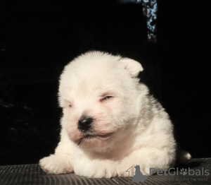 Zdjęcie №3. Szczenięta rasy West Highland White Terrier, dziewczynki. Federacja Rosyjska