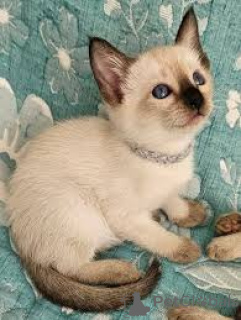 Zdjęcie №3. Chatons siamois dostępne à la vente.. Belgia