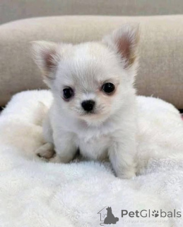 Zdjęcie №2 do zapowiedźy № 161366 na sprzedaż   - wkupić się Australia 