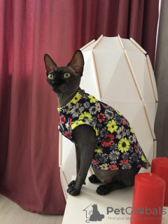 Zdjęcie №1. ubrania dla kotów sfinksów w mieście Москва. Price - 55zł. Zapowiedź № 7466