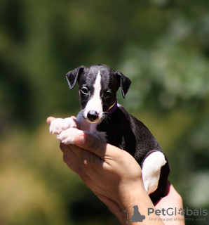 Zdjęcie №1. whippet - na sprzedaż w Belgrad | negocjowane | Zapowiedź №112894