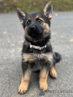 Zdjęcie №3. Sprzedam szczenięta owczarka niemieckiego, doskonały temperament i instynkt. Niemcy