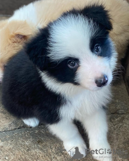 Zdjęcie №1. border collie - na sprzedaż w Berno | negocjowane | Zapowiedź №123418