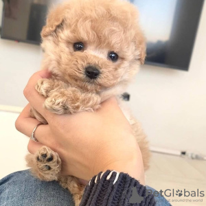 Zdjęcie №4. Sprzedam pudel (zabawka) w Indianapolis. hodowca - cena - negocjowane