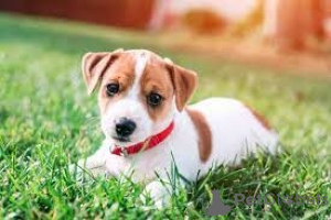 Zdjęcie №1. jack russell terrier - na sprzedaż w Brokdorf | negocjowane | Zapowiedź №174704